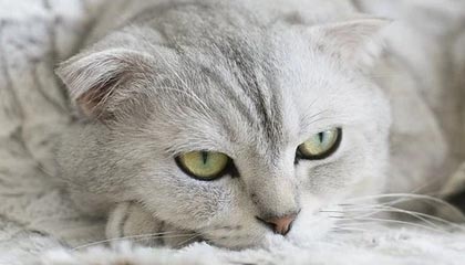 开云网页版登录入口-英雄联盟新版本上线，英雄联盟新版本上线多久