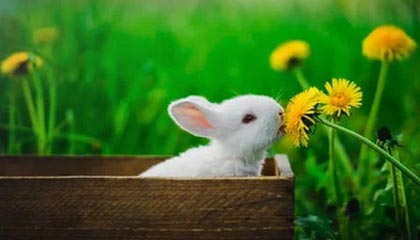 Kaiyun(中国)开云-贝尔格莱德红星季后赛表现抢眼，贝尔格莱德红星门将